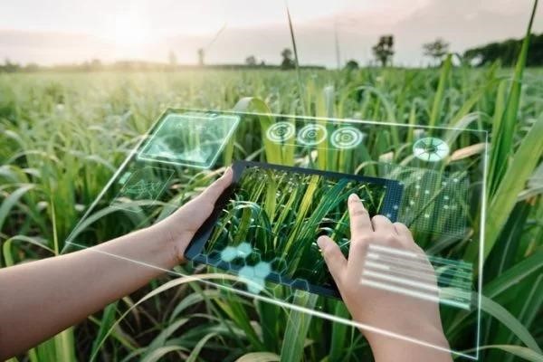 Ipea projeta avanço de 11,6% do PIB do agronegócio, em 2023